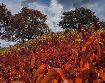 Autumn Leaves | Autumn Vibes | Autumn Colors | Fall Colors | Fall Leaves | Clouds | Nature | Landscape | Digital Download