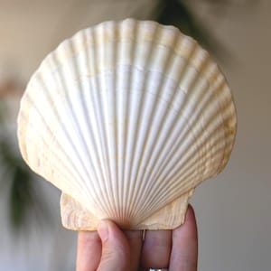 May include: A large, fan-shaped scallop shell with a creamy white center and soft tan edges. The shell features a series of distinct, radiating ridges that extend from the base to the scalloped outer rim, creating a textured, symmetrical appearance.