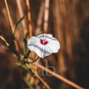 Water morning glory, water spinach, ipomoea aquatica, near Austin, Texas, Digital Download