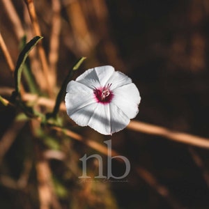 Water morning glory, water spinach, ipomoea aquatica, near Austin, Texas, Digital Download