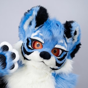 Op de afbeelding: Een close-up van een blauwe en witte harige tijgerkop met zwarte strepen. De tijger heeft grote oranje ogen en een zwarte neus. De vacht is een mix van licht- en donkerblauw, met witte accenten rond het gezicht en de borst.