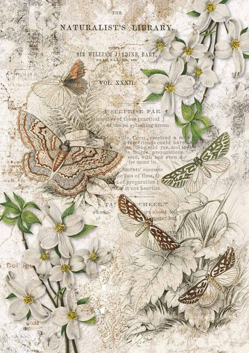 Decoupage Queen Rice Paper A2 & A4 Naturalist Library Etsy