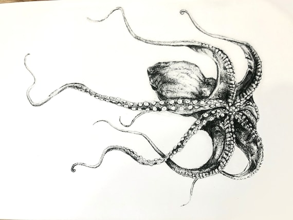 vaccination Forstyrre Se venligst Large Octopus Ink Sketch - Etsy