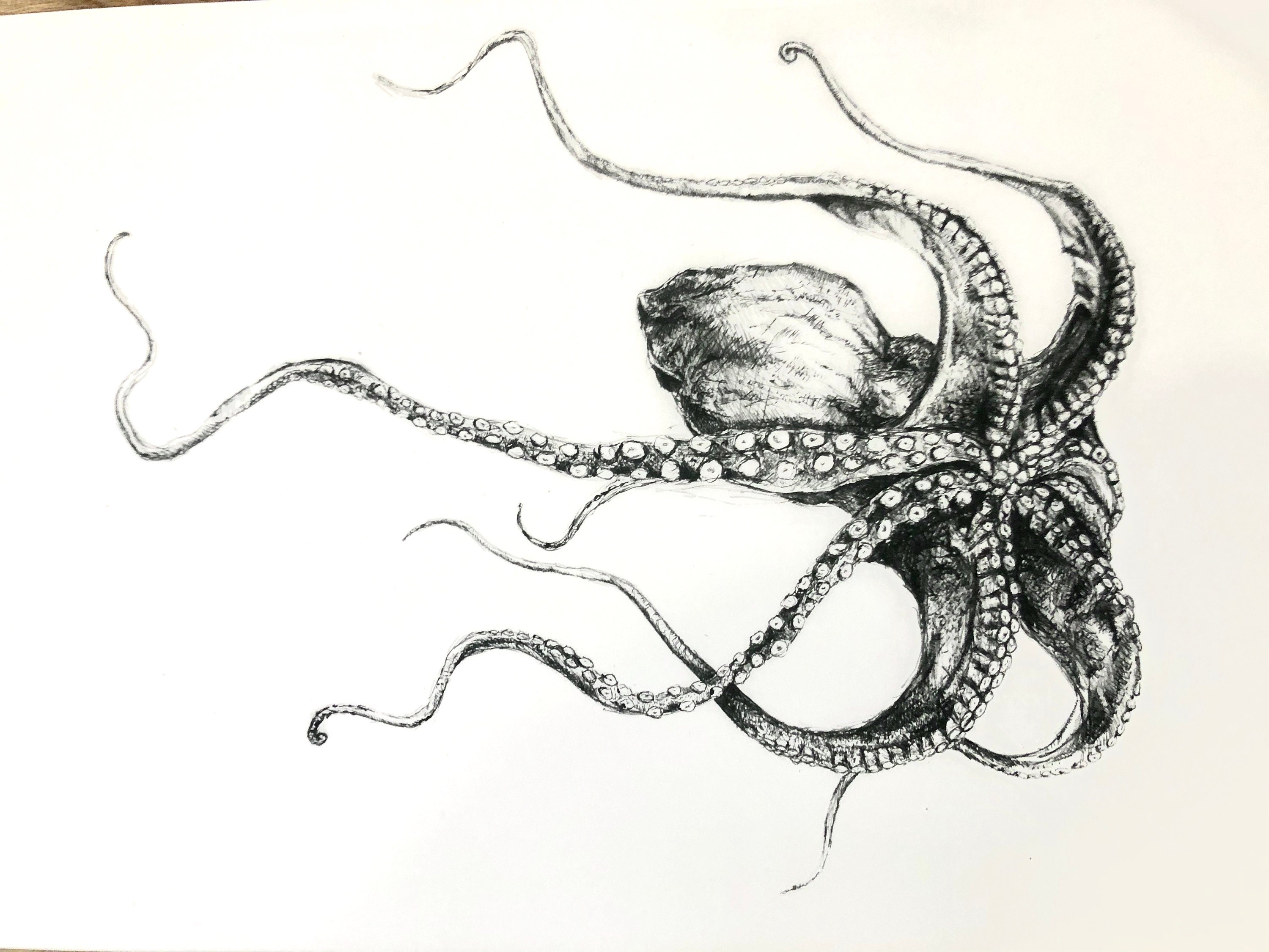 Octopus ink sketch Creative minds are rarely tidy. Prints Art