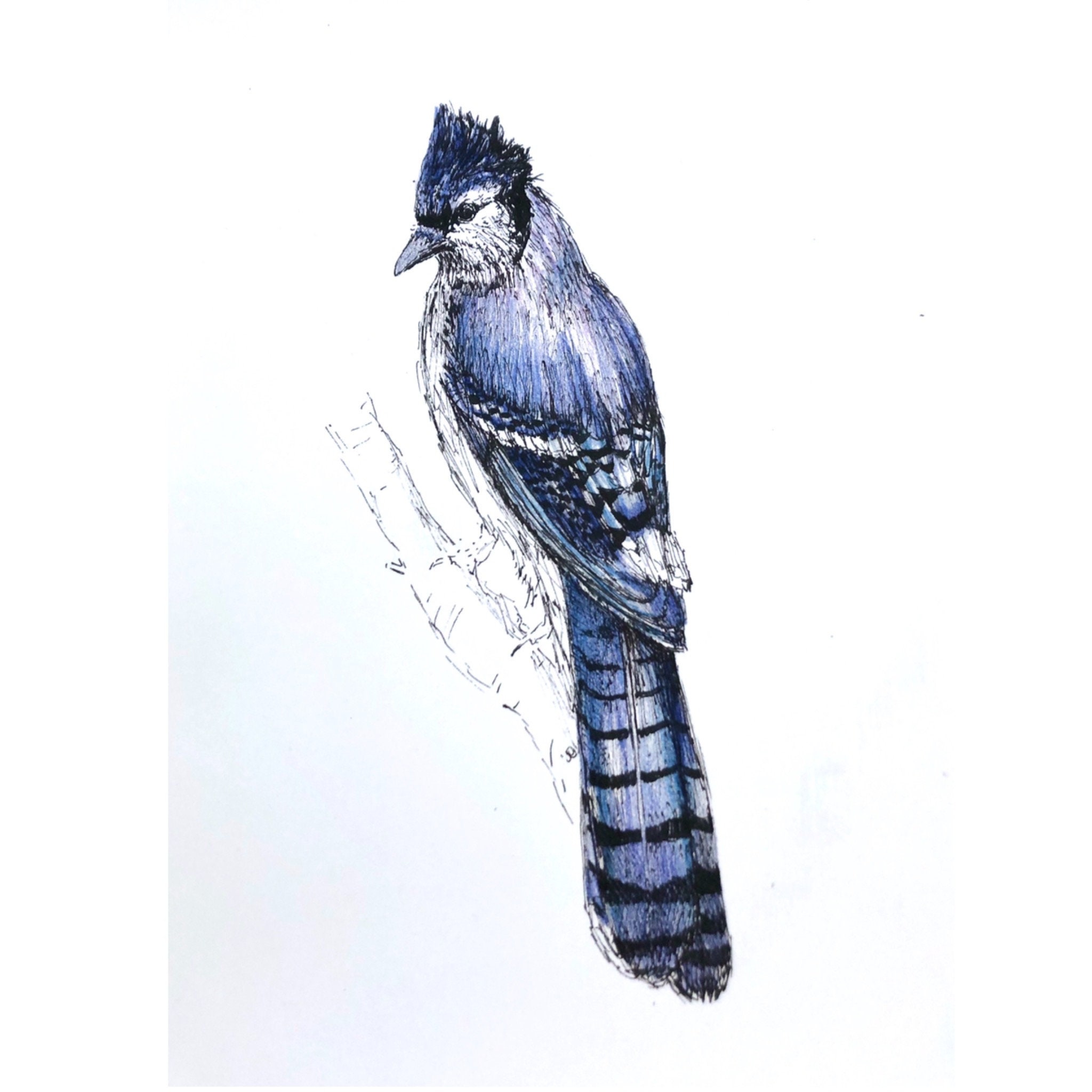 Blue Jay Ink Sketch Etsy