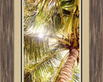 Plus jolie des palmiers