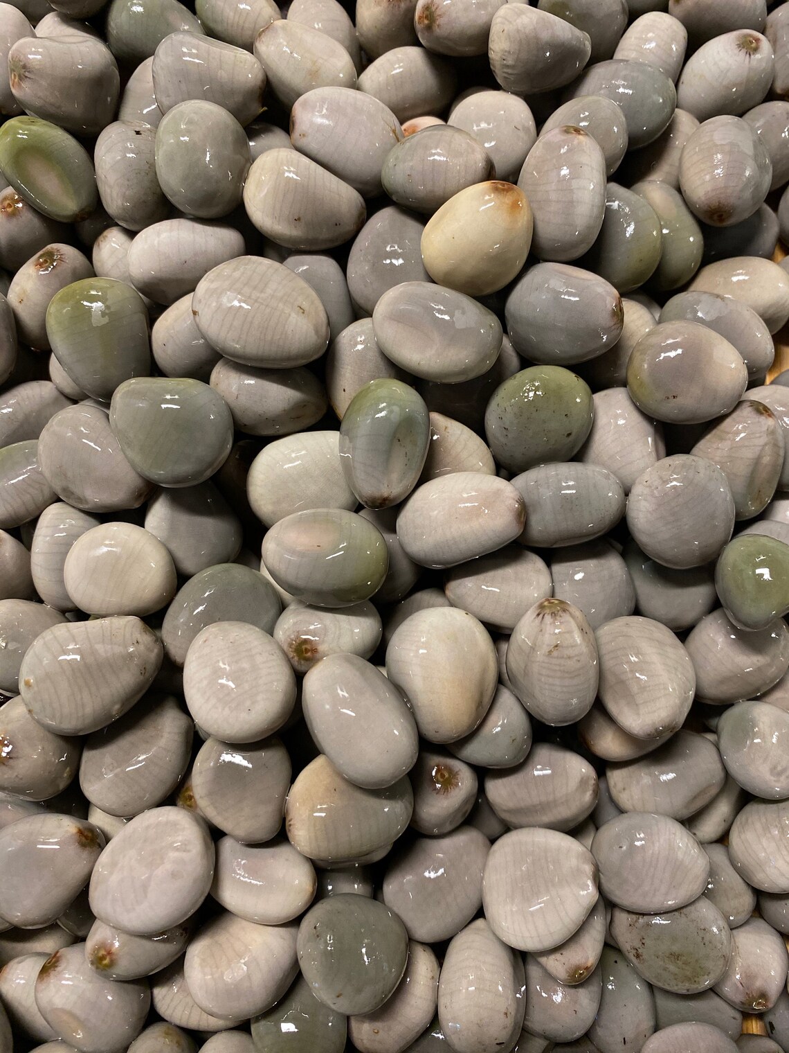 Nicker Beans Sea Beans Sea Pearls Nickernut Hot Rocks Etsy