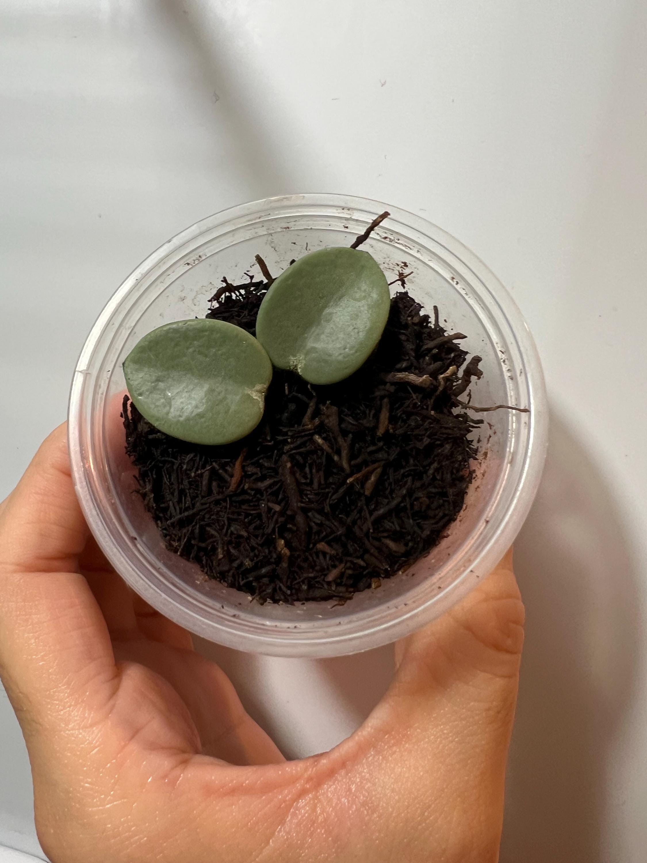 Hoya 'grey Fairy' (ROOTED) || US SELLER- (free Shipping) - Etsy