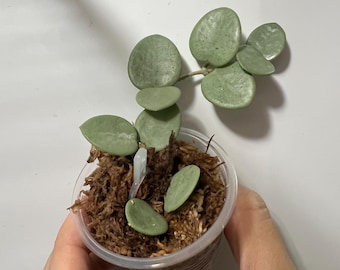 Hoya Serpens Silver - Etsy