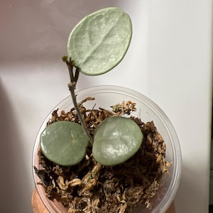 Hoya 'grey Fairy' (ROOTED) || US SELLER- (free Shipping) - Etsy