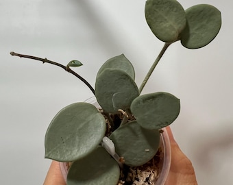 Hoya ‘Grey Fairy’ 5 Nodes (ROOTED) || US SELLER- (Free Shipping)