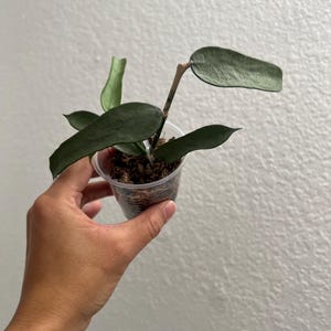 Hoya Pandurata (Tsiang) Silver || US SELLER