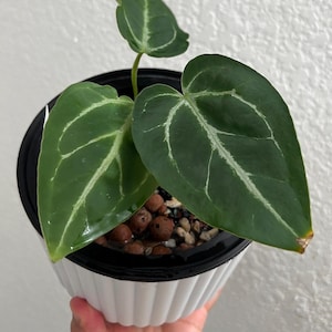 anthurium diamond Anthurium Black Diamond: Buy Plant Online In India – Growcerys
