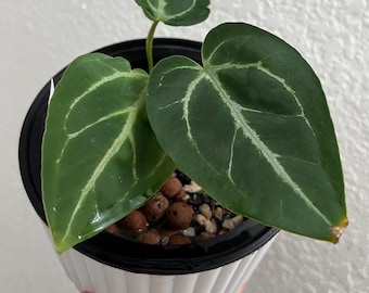 Seed Grown Anthurium Black Sweet X Fort Sherman Starter Plant (ALL