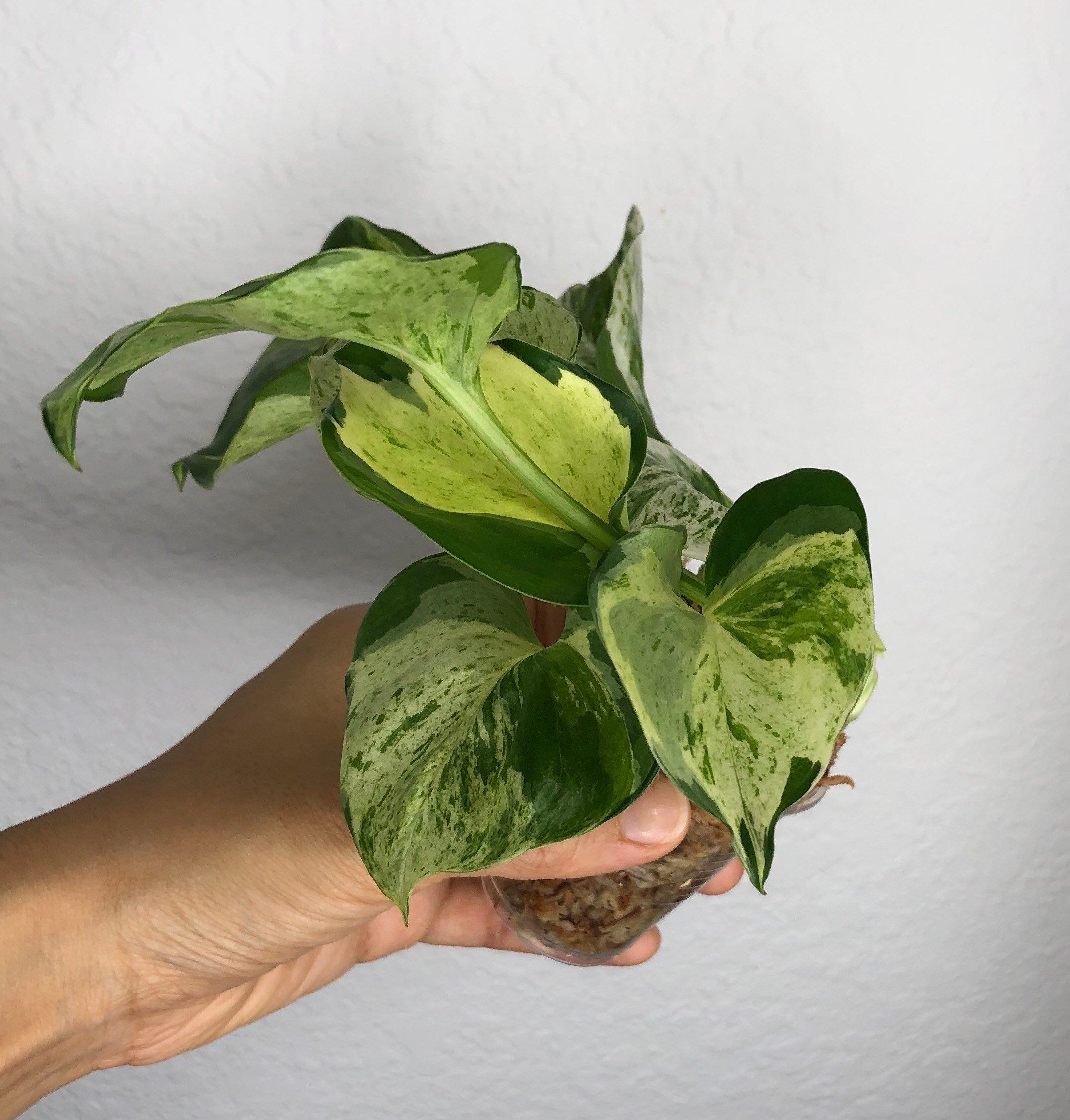 Manjula Pothos Epipremnum Aureum 'Manjula' Enraciné Etsy
