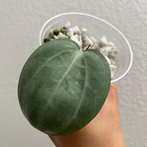 Hoya Latifolia Silver || US SELLER - Etsy