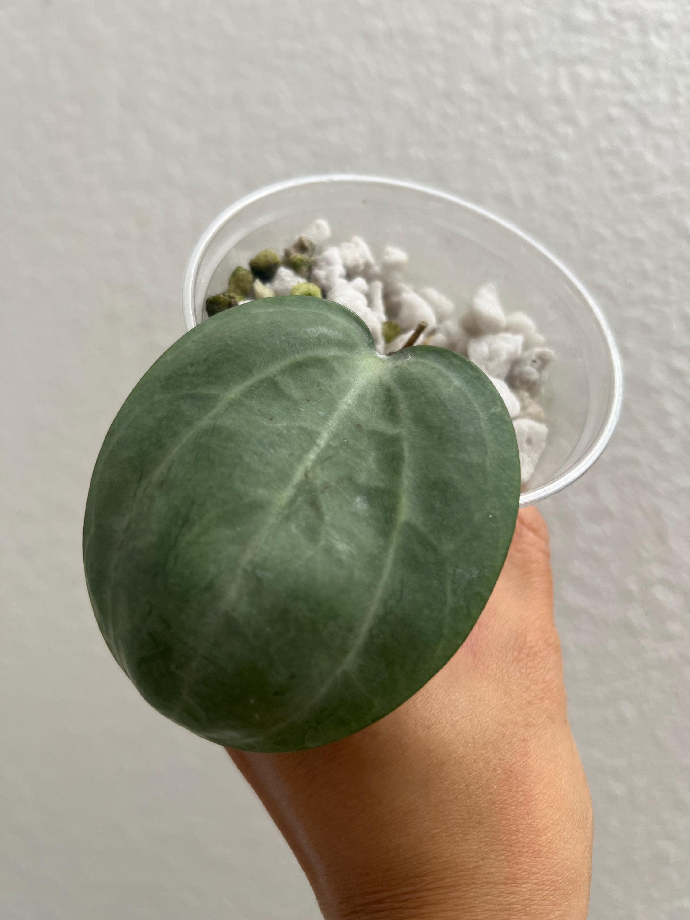 Hoya Latifolia Silver - Art Garden Flowers