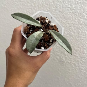 Hoya Carnosa ‘Wilbur Graves’ Silver || US SELLER