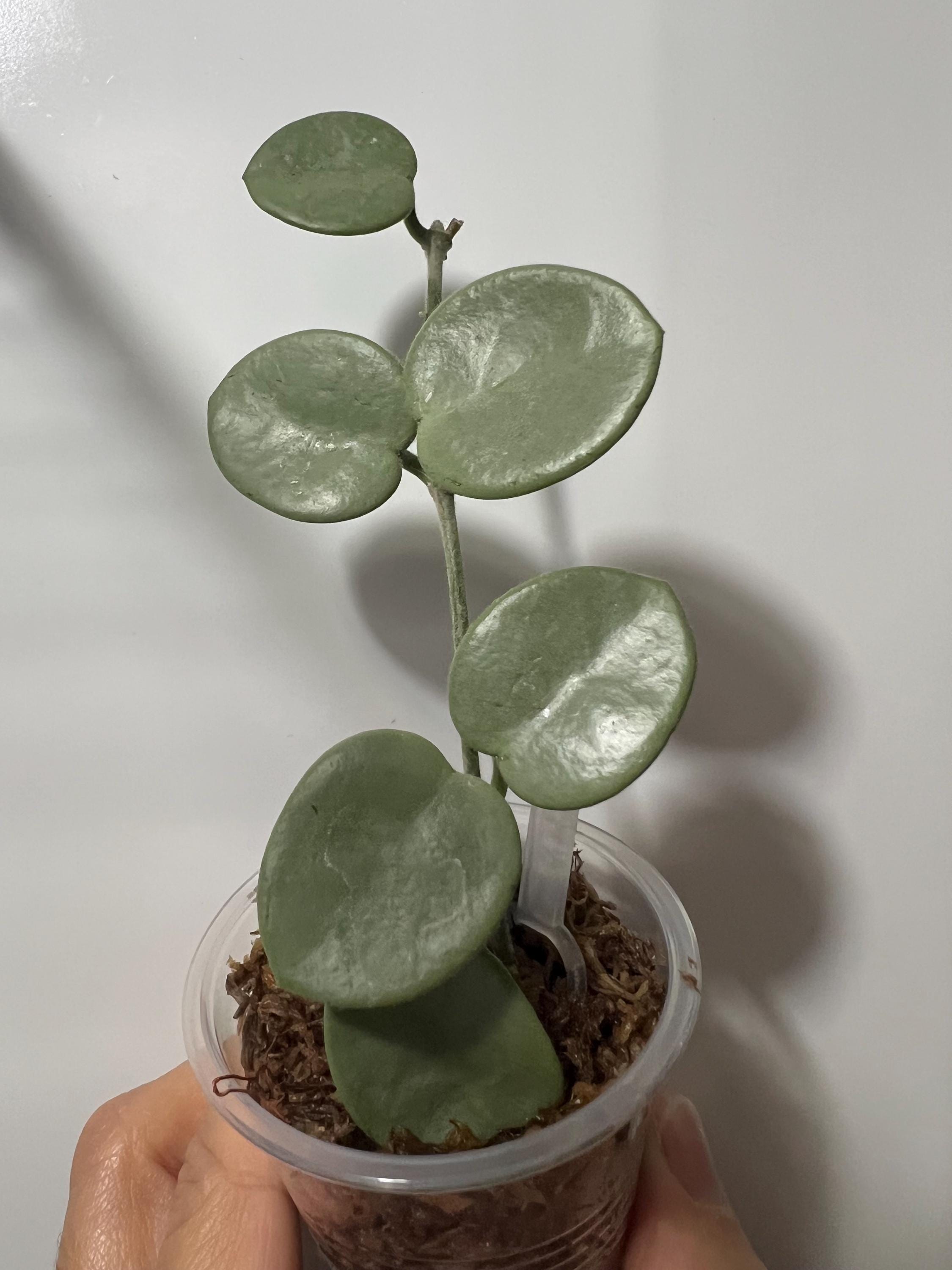 Hoya Gray Fairy - Etsy