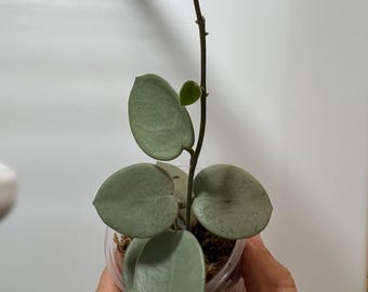 Hoya ‘Grey Fairy’ (ROOTED) || US SELLER- (Free Shipping)