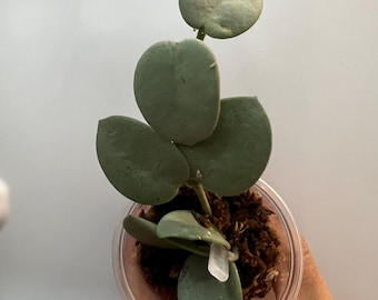 Hoya ‘Grey Fairy’ (ROOTED) || US SELLER- (Free Shipping)