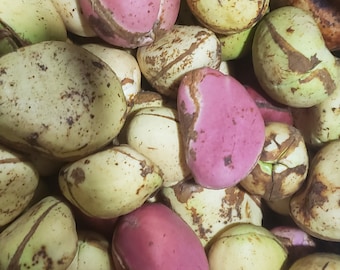 Kolanut/Kola acuminata/Obi