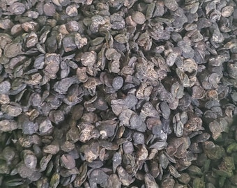 May include: A close-up view of a large pile of dried, dark brown, and black seeds. The seeds are irregularly shaped and have a rough texture.