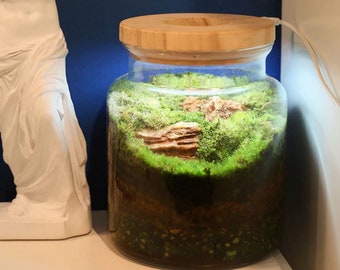 Glass mini terrarium with LED light | Beta fish tank | Moss terrarium | Marimo moss ball aquarium | Venus fly trap terrarium |Mini fish tank