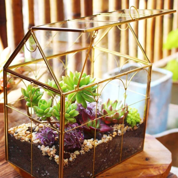 Piante in vetro: come fare un terrario - Assistenza Casa