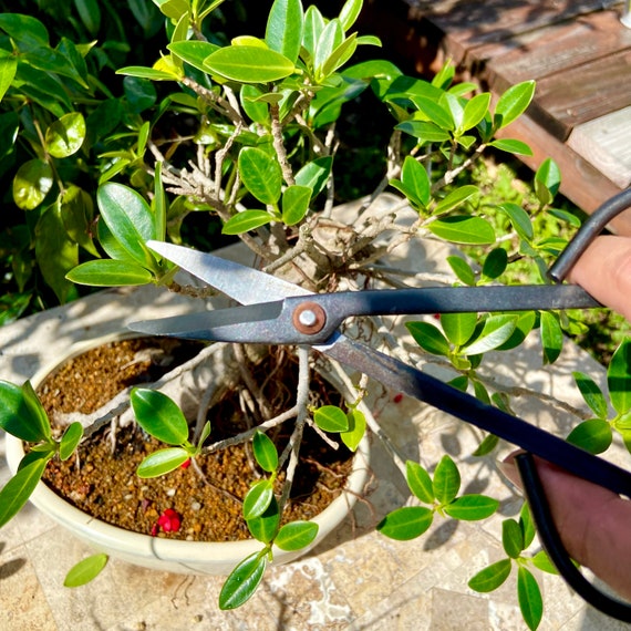 Bonsai Pruner Garden Snips Shears Trimming Clippers Mini Craft