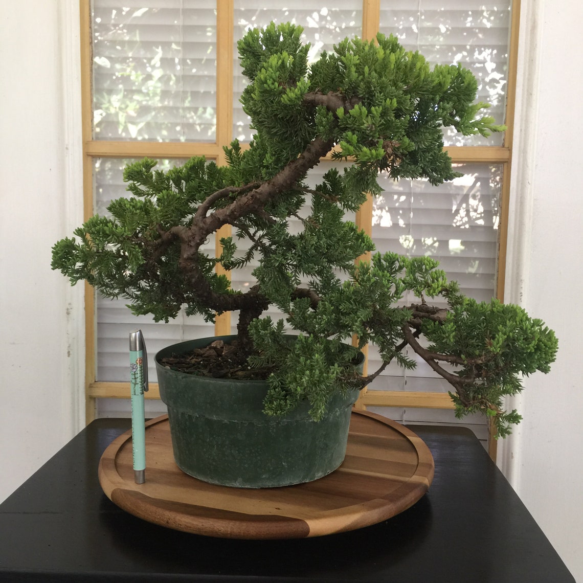 Bonsai Tree Live PreBonsai Juniper cascade Bonsai Juniper Etsy