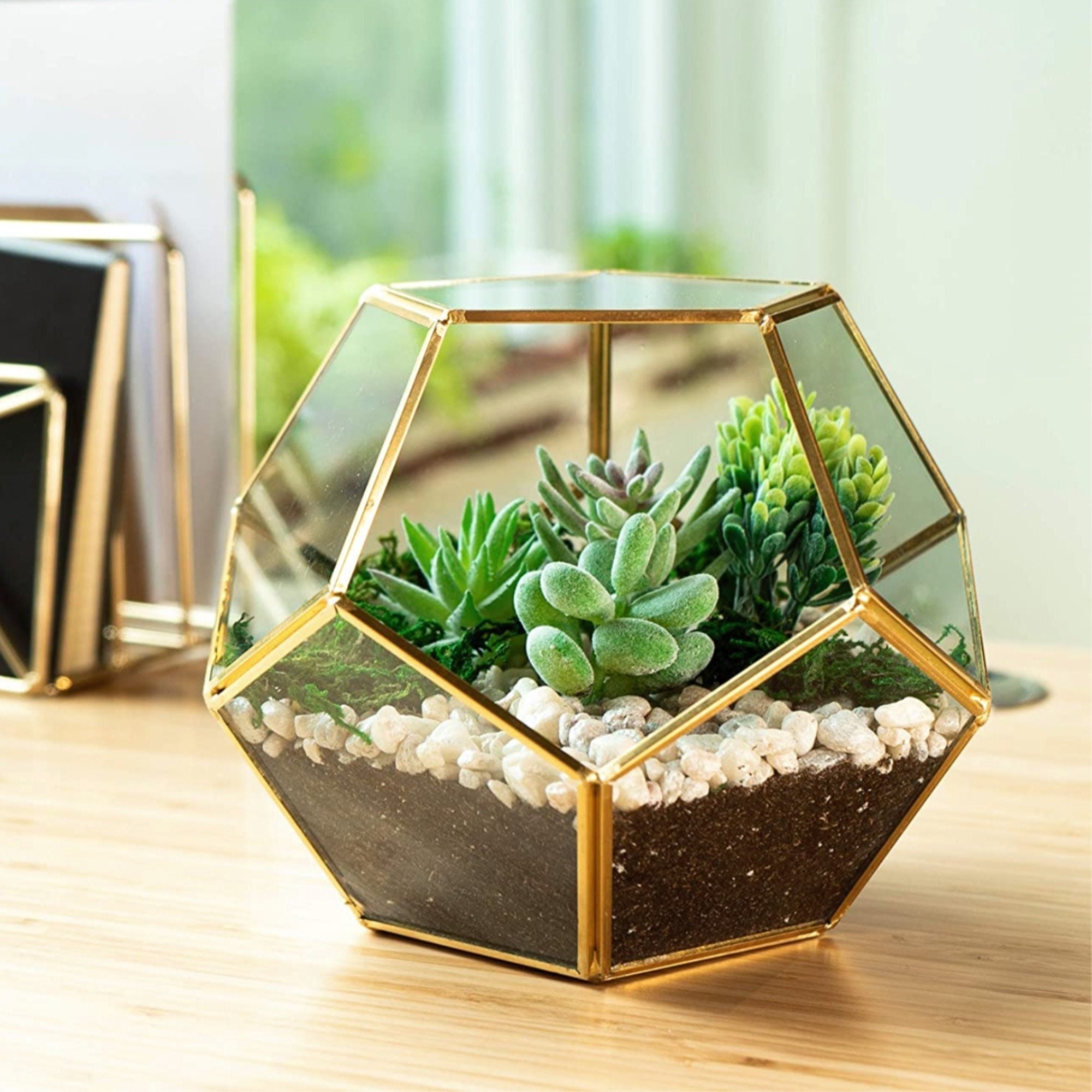 Glass DIY Terrarium Kit – Succulent Artworks