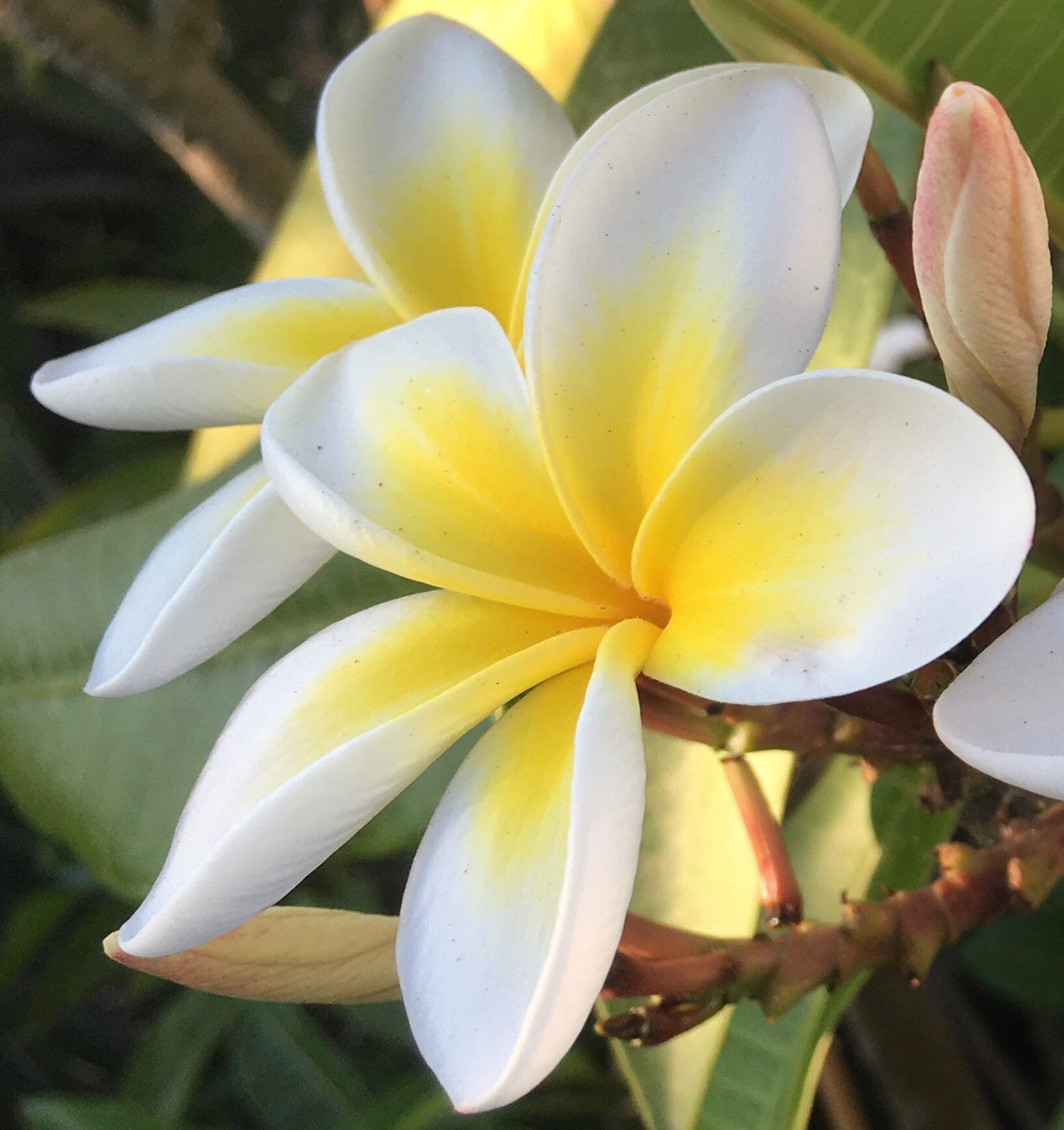Bogo Free 10 Celadine Plumeria Seeds For 9 95 Includes Etsy