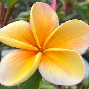 BOGO - 10 Kimo Plumería Seeds for 16.95 includes shipping - includes 10 Free Seeds