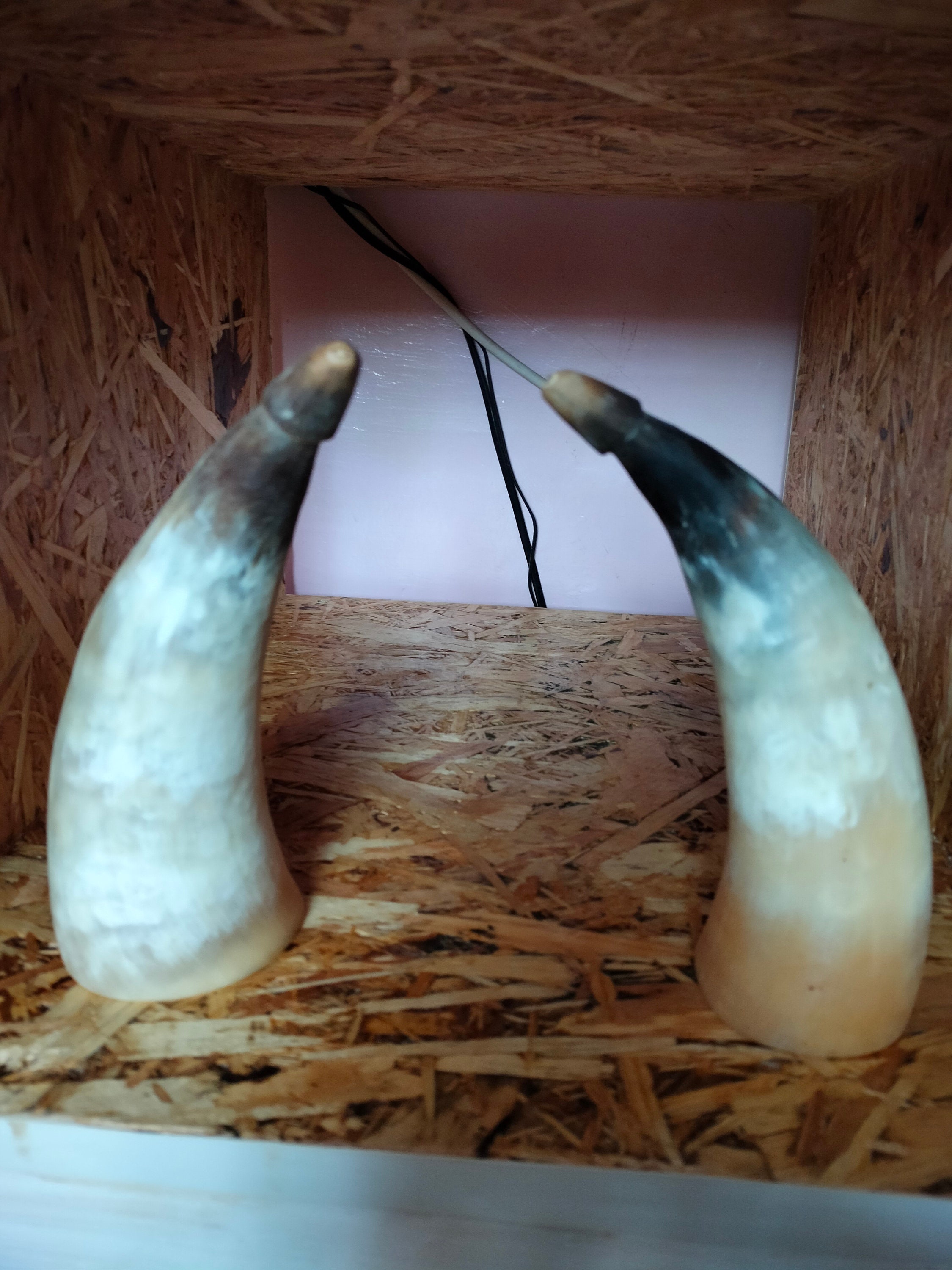 Polished Cow Horns for sale Only 2 left at 60