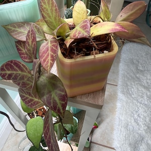 May include: A Hoya plant with variegated, heart-shaped leaves featuring prominent red veining and green centers, potted in a square, multi-colored pastel planter with horizontal stripes of yellow, pink, and orange hues.