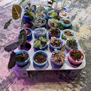 May include: A collection of small potted plants in a tiered plastic propagation tray. The plants feature various leaf shapes and colors, including shades of green, pink, and dark purple. Each plant is housed in a small, colorful plastic cup.