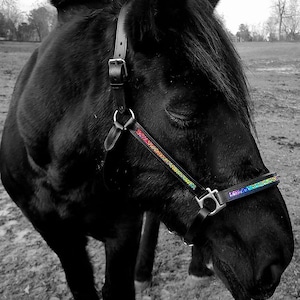 Rainbow Halter - Rainbow Head Collar -leather padded halter - rainbow horse tack- rainbow browband - large horse halter - mini horse halter