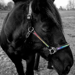 Back in Stock! Rainbow Halter - Rainbow Head Collar -leather padded halter - rainbow horse tack- rainbow browband