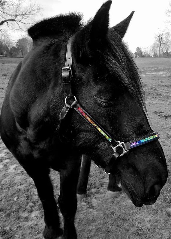 Rainbow headcollar discount