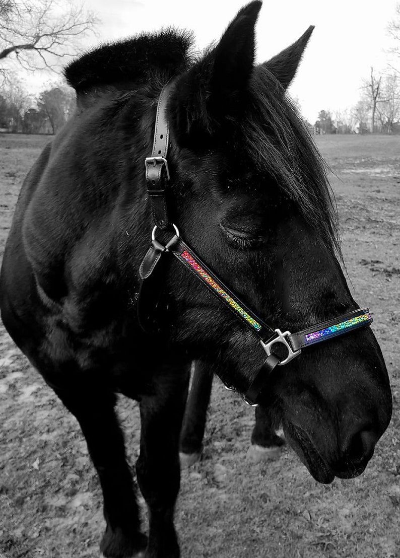 Custom Halter Bling Head Collar choose your own colors leather padded halter pink purple blue green orange yellow red black crystal image 8