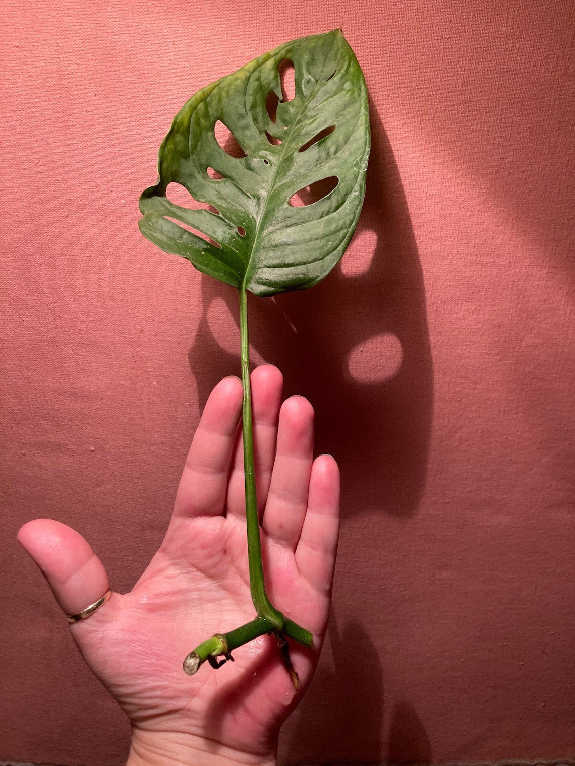 Swiss Cheese Plant Large