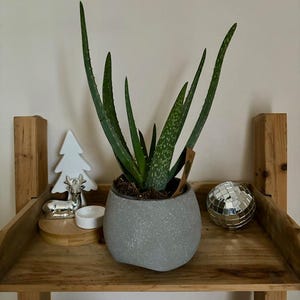 Aloe vera