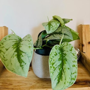 May include: A potted houseplant with large, heart-shaped leaves featuring a silver and green pattern. The plant sits in a textured, light gray pot. The leaves are displayed on a wooden shelf.
