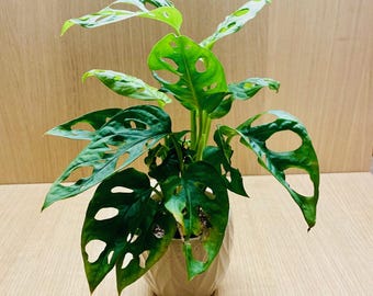 Monstera Monkey Mask  [Affengesicht]  Lebende Pflanze - Etsy.de