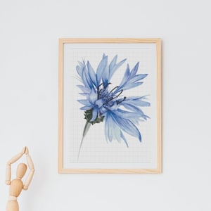 Può includere: Un dipinto ad acquerello incorniciato di un fiordaliso blu su sfondo bianco. Il fiore è al centro della cornice ed è rivolto verso il lato destro dell'immagine.
