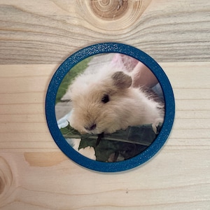 Könnte beinhalten: Ein runder blauer Bilderrahmen mit weißem Rand, der ein Nahaufnahme eines flauschigen weißen Meerschweinchens mit braunen Augen zeigt, das ein grünes Blatt frisst.