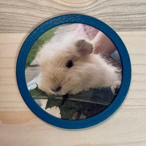 Könnte beinhalten: Nahaufnahme eines weißen und braunen Meerschweinchens mit flauschigem Fell, das ein grünes Blatt frisst. Das Meerschweinchen befindet sich in einem blauen runden Rahmen.