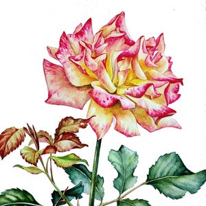 Dipinto originale ad acquerello di rose, belle arti di rose gialle, opera d'arte botanica, arte murale floreale, dipinto di natura morta floreale, regalo per gli amanti delle piante