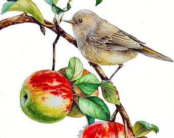 オリジナルアートワーク、水彩画の鳥の絵、リンゴの絵、枝に止まった鳥